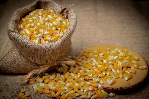 Variedad de grano pequeño y alargado, color amarillo y textura crujiente. Rico en carbohidratos, fibra y minerales, de sabor tostado y ligeramente dulce. Nombre científico: Zea mays L. Tamaño: 8 a 12mm Disponibilidad: Todo el año Empaque: Bolsas de polipropileno Presentaciones: 25kg, 50kg y big bag Defectos: 3%