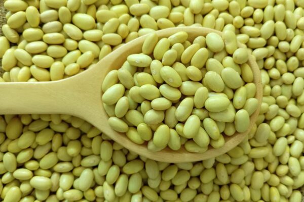 Leguminosa de tamaño mediano, color amarillo y forma ovalada. Rica en proteínas, fibra y minerales, de sabor suave y textura cremosa. Nombre científico: Phaseolus vulgaris L. Tamaño: 160 - 180gr por 100gr Disponibilidad: Octubre - Enero Empaque: Bolsas de polipropileno Presentaciones: 25kg, 50kg y big bag Defectos: 3%
